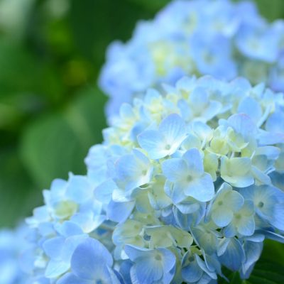 Hydrangeas