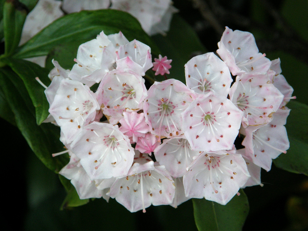 Кальмия широколистная Kalmia latifolia