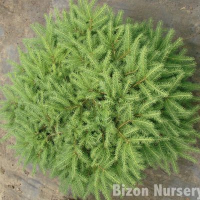 Picea (Spruce)