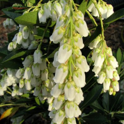 Pieris