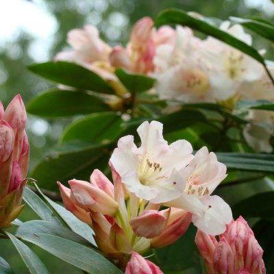 Rhododendrons