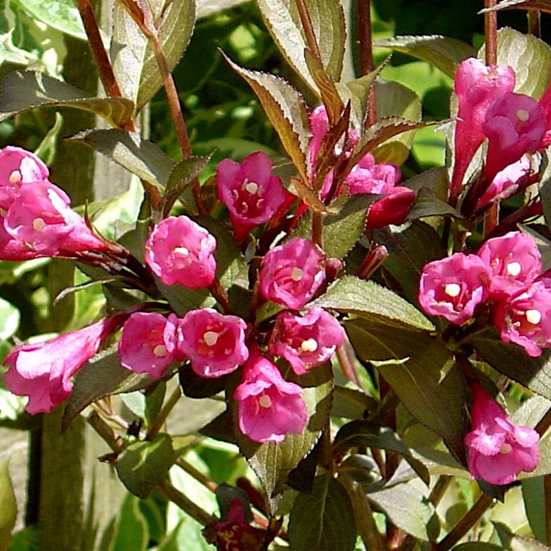 Weigela florida ‘Wine & Roses’ Plants Direct Victoria, BC