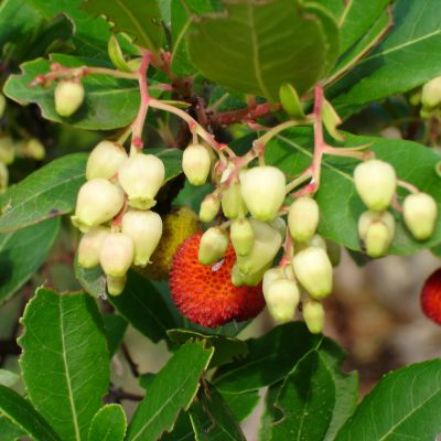 Arbutus unendo