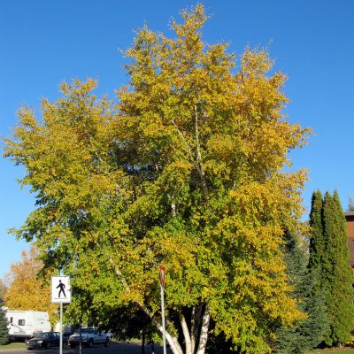 Betula papyrifera