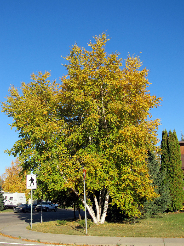 Betula Papyrifera Plants Direct Victoria BC Betula Papyrifera Plants Direct Victoria BC