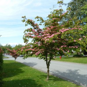 Cornus kousa 'Satomi'