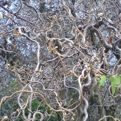 Corylus avellana 'Contorta'