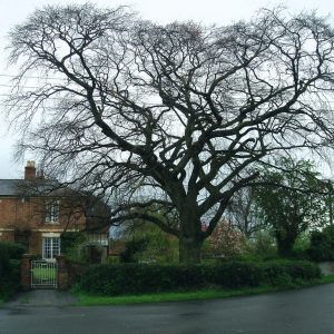 Fagus sylvatica 'Purpurea'