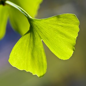 Ginko bilboa