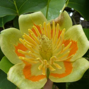 Liriodendron tulipifera