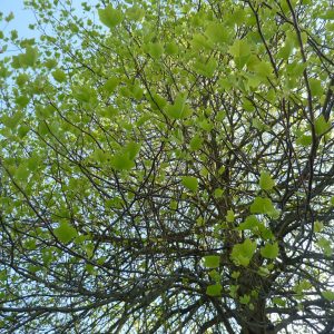 Liriodendron tulipifera