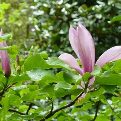 Magnolia 'Galaxy'