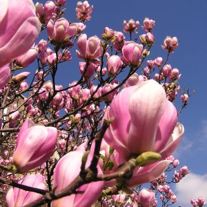 Magnolia soulangiana