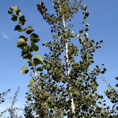 Populus tremuloides