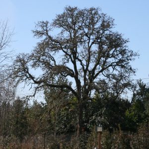 Quercus garryana