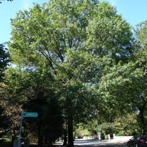 Quercus palustris