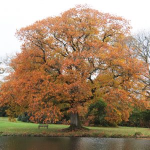 Quercus rubra