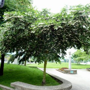 Styrax japonica