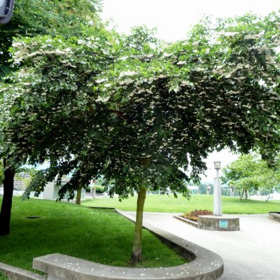 Styrax japonica