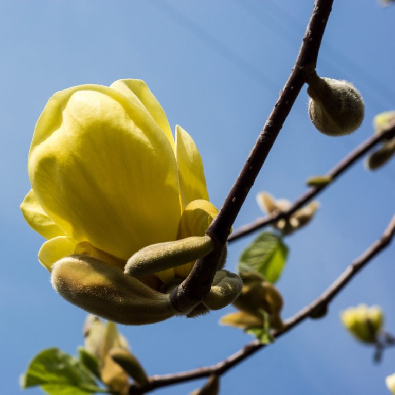 Magnolia ‘Yellow Bird’ Plants Direct Victoria, BC