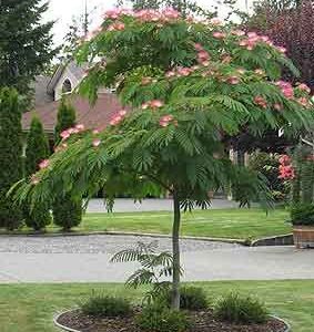 mimosa tree