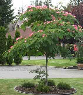 mimosa tree